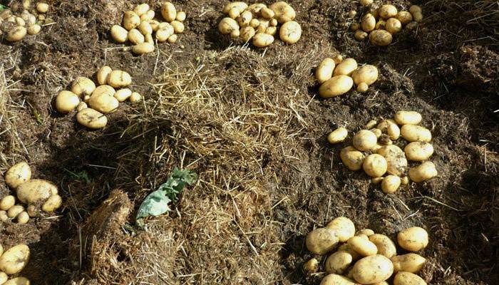 Посадка картоплі під лопату город без клопоту. Як виростити картоплю під сіном і соломою