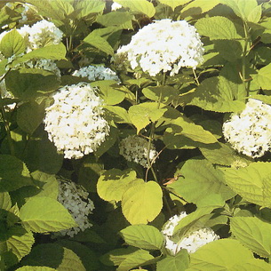 Гортензія: види і кращі сорти для російського саду. Гортензії: види і сорти для російських садів квітка схожий на гортензію