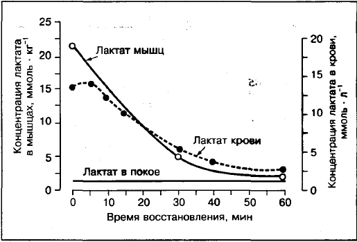 Молочна кислота в мязах. Молочна кислота і біль у мязах після тренувань
