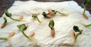 Як перевірити схожість насіння кропу. Підвищення схожості насіння перців: перевірені народні та ефективні сучасні способи