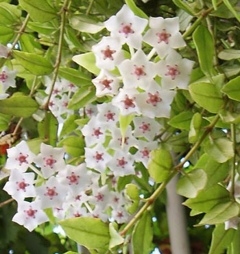 Кімнатні рослини і квіти. Плющ (hedera)