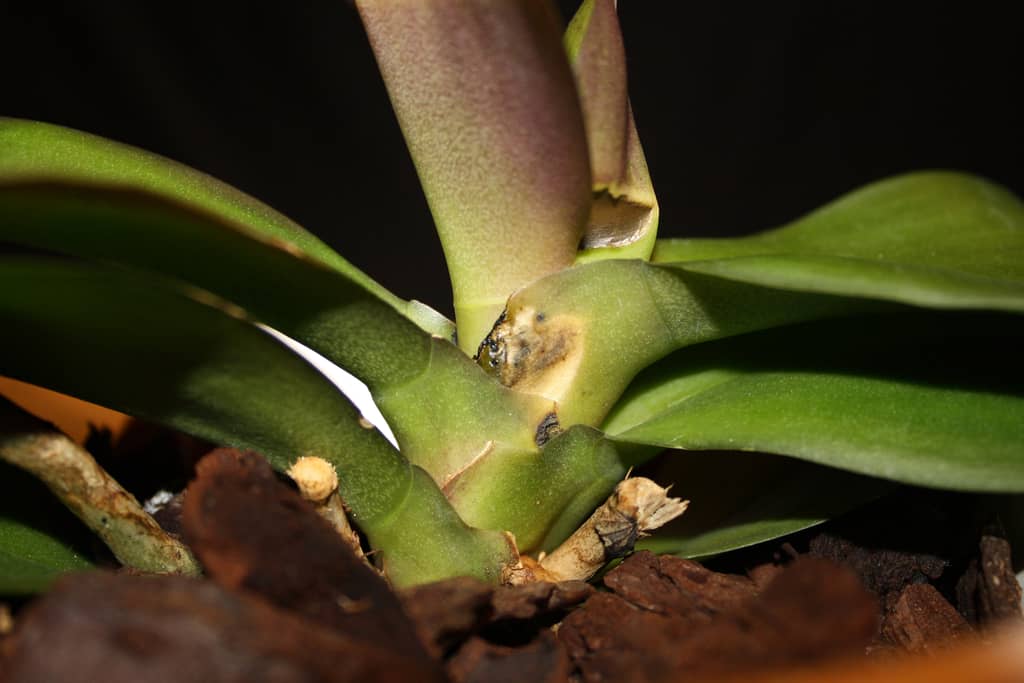 Хвороби і шкідники орхідей і їх лікування. Вивчаємо хвороби орхідей і способи порятунку рослин
