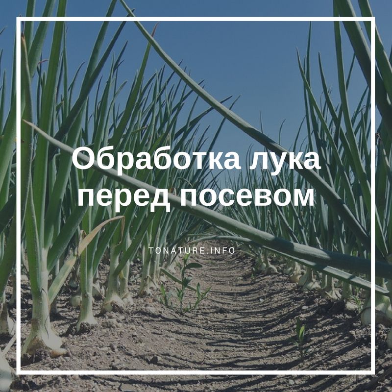 Обробка цибулі перед посадкою розчином перекису водню. Обробка цибулі перед посадкою-збільште врожайність і забудьте про цибулевої мусі! перекис водню як добриво для квітів