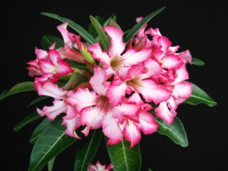 Квіти аденіуми вирощування розмноження. Догляд за адениумом в домашніх умовах — секрети досвідчених квітникарів