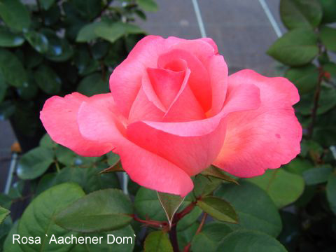 Роза пантер роуз енциклопедія троянд.  троянда чайно-гібридна пінк пантер (pink panther)
