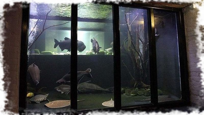 Оформлення акваріума: фото, відео приклади, стилі і варіанти. Акваріум: оформлення своїми руками