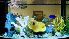 Оформлення акваріума: фото, відео приклади, стилі і варіанти. Акваріум: оформлення своїми руками