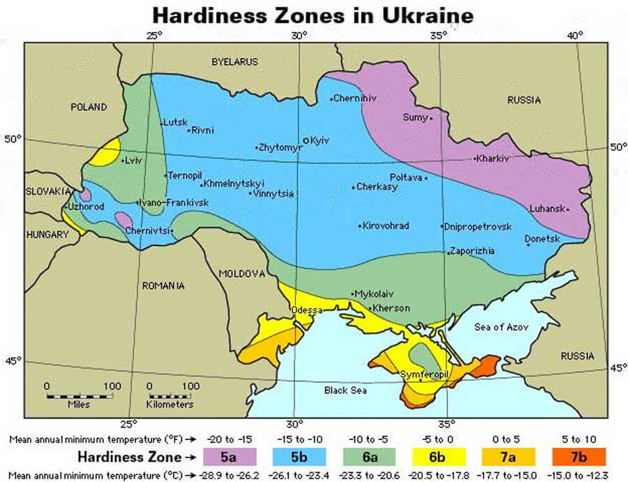 Як виглядає ялівець в лісі. Лікувальні властивості ялівцю