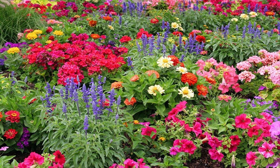 Як посадити краще квіти. Де садити квіти? невибагливі квіти для дачі
