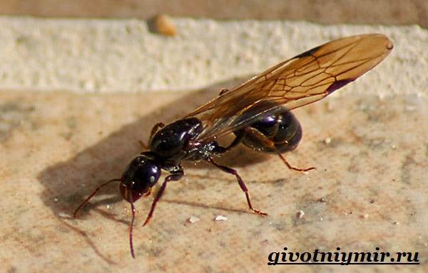 Мураха комаха. Спосіб життя і середовище проживання мурашки