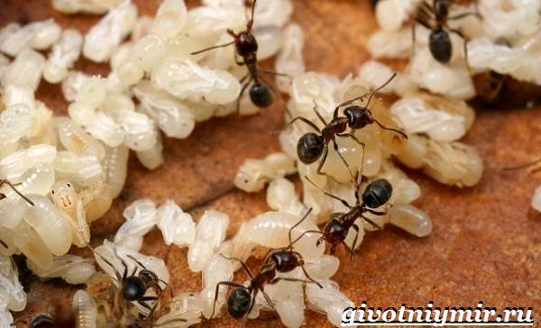 Мураха комаха. Спосіб життя і середовище проживання мурашки