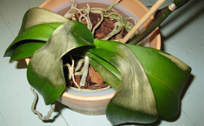 Хвороби і шкідники орхідей і їх лікування. Вивчаємо хвороби орхідей і способи порятунку рослин