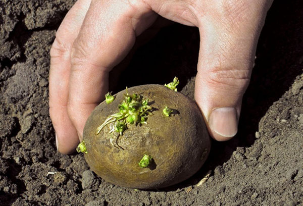 Посадка картоплі під лопату город без клопоту. Як виростити картоплю під сіном і соломою