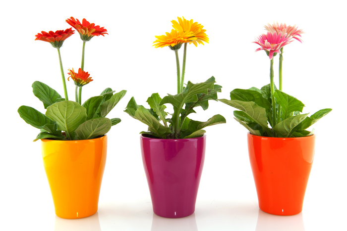 Які квіти очищають повітря. Рослини для очищення повітря в квартирі рослини очищаючі повітря в будинку