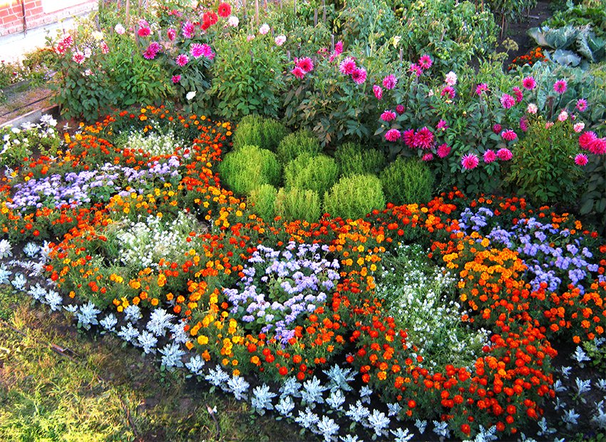 Як посадити краще квіти. Де садити квіти? невибагливі квіти для дачі