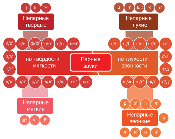 Приголосні звуки і букви. Дзвінкі приголосні звуки