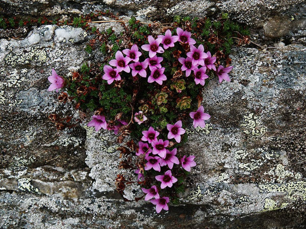 Альпійська гірка з багаторічних квітів. Рослини, які підходять для альпійської гірки (фото і назви)