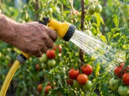 Why Morning Is the Best Time to Water Vegetables: Stop Killing Your Plants at Sunset