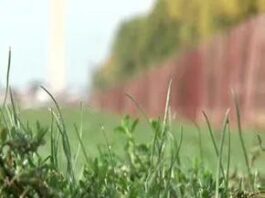 How Drip Irrigation Saves Water and Money Compared to Sprinklers