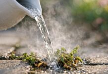 Як вода від вареної картоплі миттєво знищує бур’яни