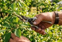 Чому літнє обрізування губить урожай кісточкових культур
